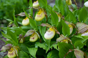 Bush Cypripedium kentuckiense blossom large amazing cute flower