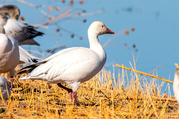 country goose