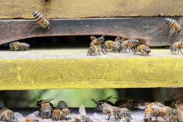 Entrada de una colmena con aglomeraciones de abejas 