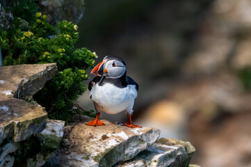 Atlantic Puffin, fratercula arctica, Flamborough Headland, East Riding, Yorkshire