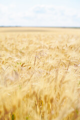 Stock photo of wheat field of ready for harvest agriculture