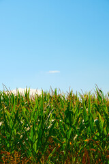 stock photo of green corn growing on the field in vertical orientation. harvest photo