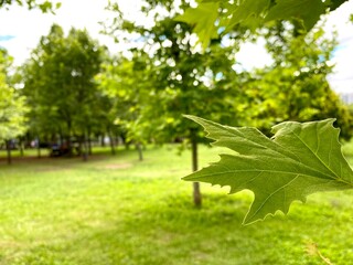 trees and landscape in the summertime park