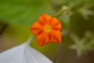 Mussaenda flower closeup