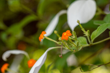 Obraz na płótnie Canvas Mussaenda Flower 