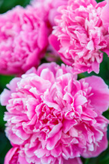 Delicate white-pink peonies blooming in the garden on a large bush.