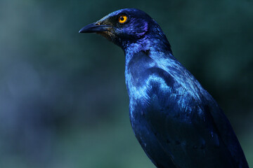 Cape Glossy Starling, Kruger National Park, South Africa