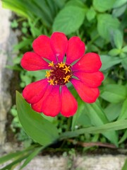 red flower