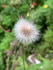 dandelion seeds in the wind