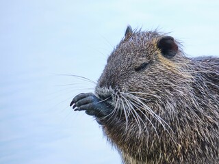 Closeup of a cute nutria (Myocastor coypus) near the water