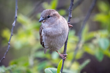 Sparrow sitting on a green branch in spring. Sparrow with playful poise on branch in spring or summer