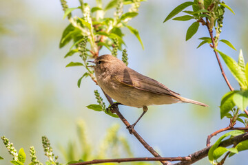 Common chiffchaff, lat. phylloscopus collybita, sitting on branch of bush in spring and looking for food