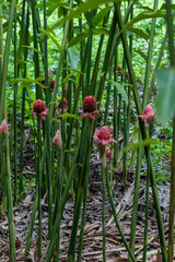Obraz premium red and green Ginger