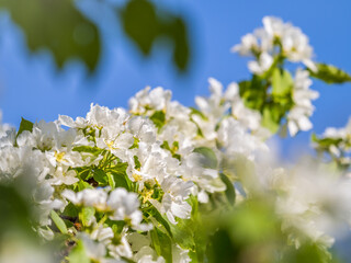 Apple tree branches with white flowers on a background of blue clear sky.
