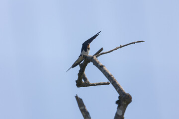 bird on a branch