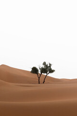 A Honey Mesquite (prosopis glandulosa) tree in the middle of sand sunes in Al Wathba desert, isolated against a bright, clear sky.