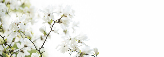 Magnolia blossom, Japanese garden. Spring nature, flowers with white petals. copy space. white background, isolated
