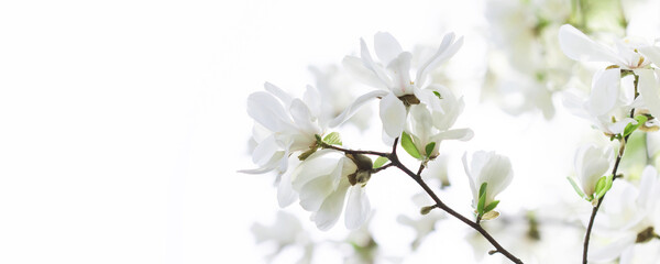 Magnolia blossom, Japanese garden. Spring nature, flowers with white petals. copy space. white...