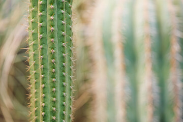 Succulent cactus with green trunk and white needles on blurred cacti background. Shallow depth of field, selective soft focus. copy space