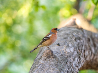 Common chaffinch, Fringilla coelebs, sits on a tree. Common chaffinch in wildlife.