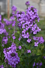 Purple flowers Evening party hesperis night violet in the garden