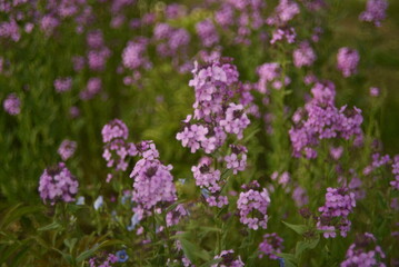 Purple flowers Evening party hesperis night violet in the garden