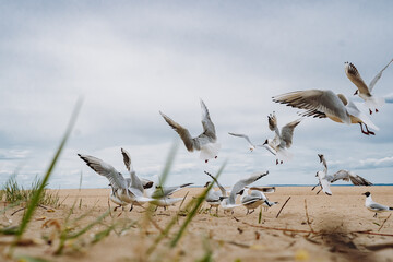 flock of sea gulls flying fighting for food on beach by the sea