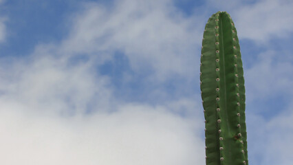 green cactus, thorn highlighted, natural landscape background blue sky with nude, mandacaru cactus