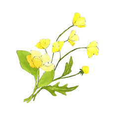 branch with yellow flowers watercolor