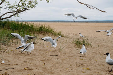 flock of sea gulls flying fighting for food on beach by the sea