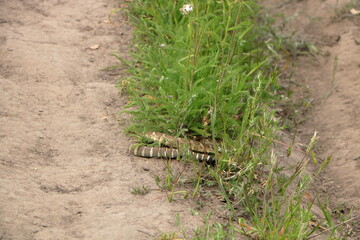 Fototapeta na wymiar Rattlesnake in hiding, Las Trampas Regional Wilderness, California