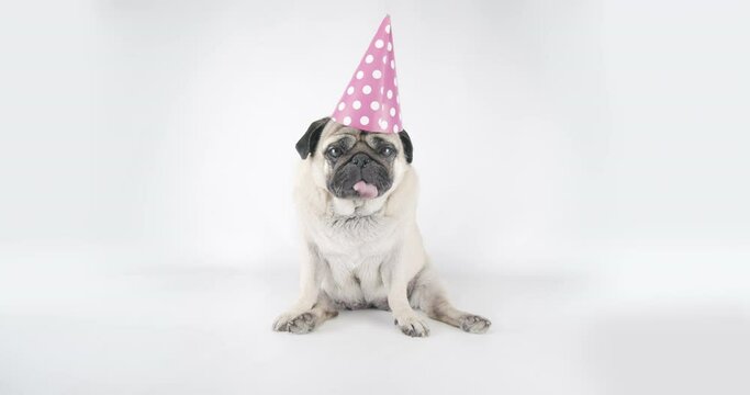 Cute dog, funny pug dog wearing birthday hat, party hat. Funny pug dog birthday party concept. Studio shot, white background. Looking at the camera