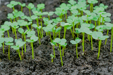 Fresh microgreens arugula, rucola sprouts growing: close up view, macro. Spring, germination, natural, growth and healthy food concept