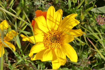 Mule's Ears flower, Las Trampas Regional Wilderness, California