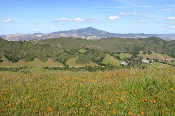 Mt Diablo from Las Trampas, Danville, California