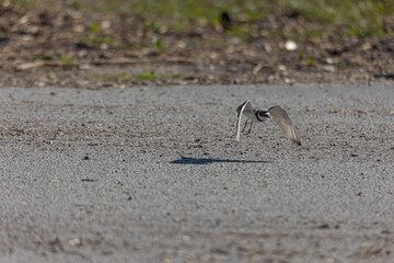 fly bird