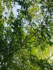 Fototapeta premium sunbeams streaming through green young spring leaves with shiny sun and blue sky, spring day outdoor concept