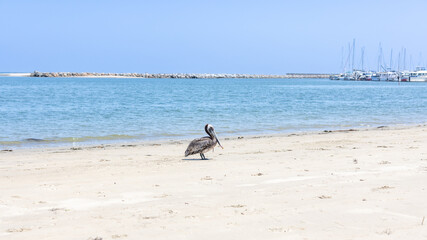 Fototapeta na wymiar California Pelican