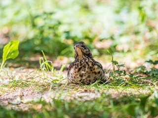 A fieldfare chick, Turdus pilaris, has left the nest and sitting on the spring lawn. A fieldfare chick sits on the ground and waits for food from its parents.