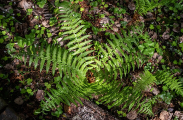 Green fern in the forest top view.