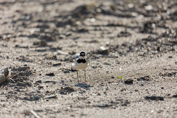 bird on sand