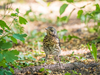 A fieldfare chick, Turdus pilaris, has left the nest and sitting on the spring lawn. A fieldfare...