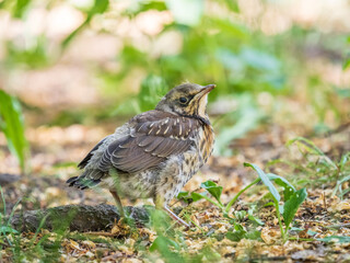A fieldfare chick, Turdus pilaris, has left the nest and sitting on the spring lawn. A fieldfare...