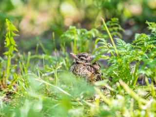 A Redwing chick, Turdus iliacus,, has left the nest and sitting on the spring lawn. A Redwing chick, a bird in the thrush family, sits on the ground and waits for food from its parents.