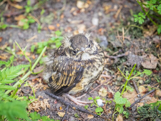 A Redwing chick, Turdus iliacus,, has left the nest and sitting on the spring lawn. A Redwing chick, a bird in the thrush family, sits on the ground and waits for food from its parents.