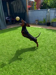 Dachshund jumping for his ball, looks like he has no front legs!