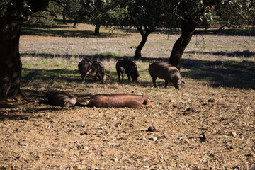 Iberian pigs eating in Dehesa or field with rays of light behind the cork oak tree.