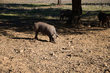 Iberian pig eating acorns under the holm oaks in the Dehesa or countryside. Concept of Iberian ham...