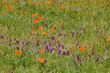 Wildflowers bloom in the spring at Las Trampas Regional Wilderness, Northern California