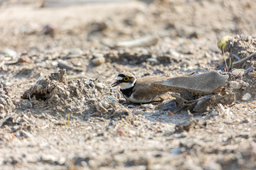 bird on the sand